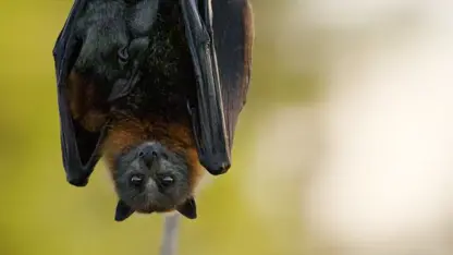 مستند حیات وحش - روباه های پرنده در یک ویدیو