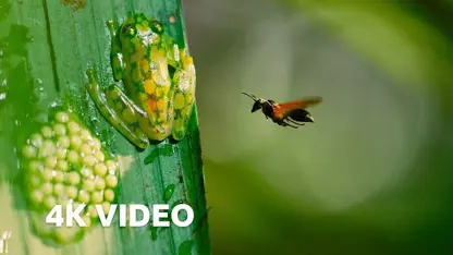 مستند حیات وحش - محافظت قورباغه ها در یک نگاه