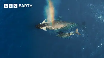 مستند حیات وحش - فواید نهنگ پو در یک نگاه
