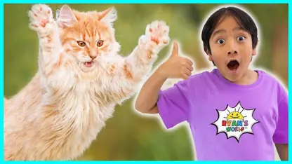 دنیای رایان این داستان - حقایق گربه برای کودکان