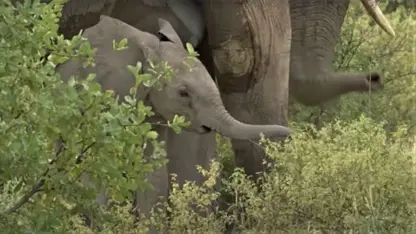 مستند حیات وحش - تصاویری از شکستن پای بچه فیل