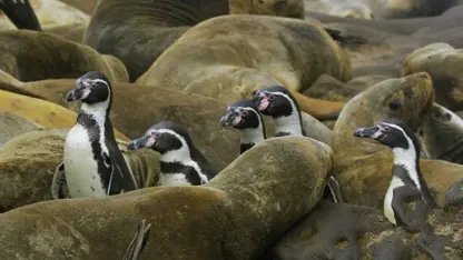 مستند حیات وحش - پنگوئن ها و موج سواری در یک نگاه