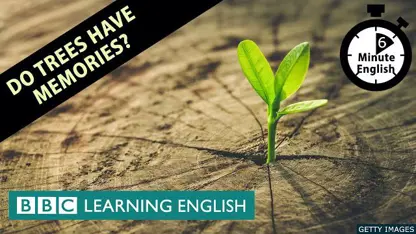 آموزش زبان انگلیسی - درختان خاطره دارند؟