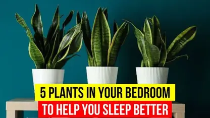 معرفی گیاه در اتاق خواب شما در یک نگاه