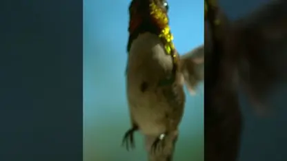 مستند حیات وحش - کوچکترین پرنده جهان