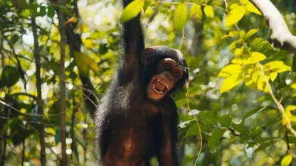 بچه شامپانزه ها برای اولین بار از جنگل بازدید می کنند!