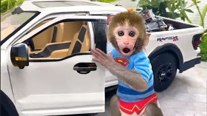 میمون خرید یک ماشین
