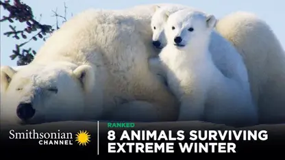 مستند حیات وحش - تصاویری از 8 حیوان زنده مانده از زمستان شدید