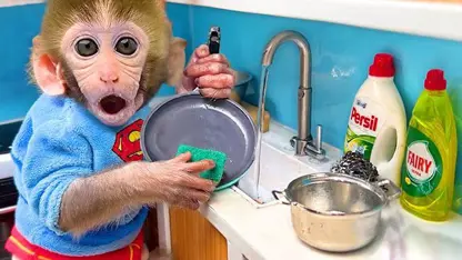 میمون شستن ظرف ها برای سرگرمی