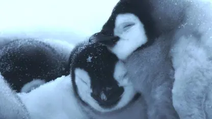مستند حیات وحش - اولین قدم های پنگوئن بچه