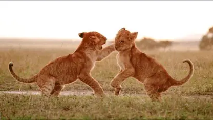 شیرها شکارچیان باورنکردنی در کار گروهی هستند