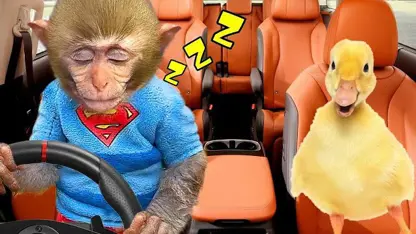 برنامه کودک بچه میمون - در ماشین خوابید در یک نگاه