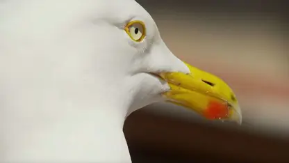 ویدیو زیبا و جالب از دزدی ساندویچ توسط مرغان دریایی!