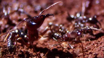صحنه هایی جالب و دیدنی از خانه سازی مورچه ها