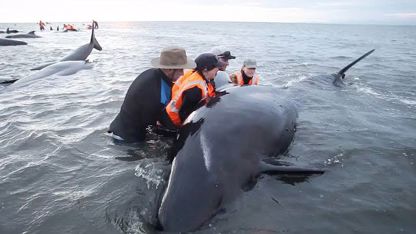 مستند حیات وحش - نجات نهنگ های به دام افتاده