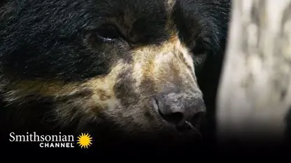 مستند حیات وحش - حس بویایی خرس عینکی