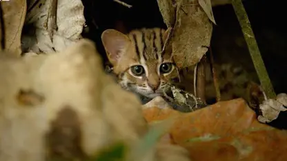 مستند حیات وحش - کوچکترین گربه جهان در یک نگاه