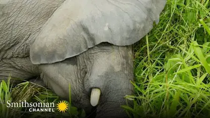 مستند حیات وحش - درمان فیل بچه در یک ویدیو