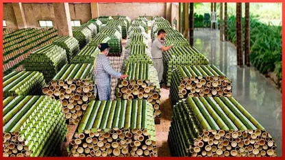 کلیپ برداشت و ساخت بامبو در یک صنعت 60 میلیارد دلاری