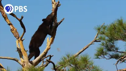 مستند حیات وحش با موضوع - سرقت خرس حیله گر از انبار دارکوب