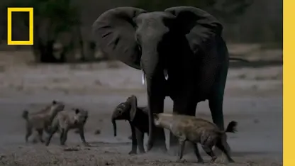 مستند حیات وحش - حمله کفتار به بچه فیل در یک نگاه