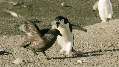 دفاع پنگوئن ها از تخم های خود در برابر پرندگان