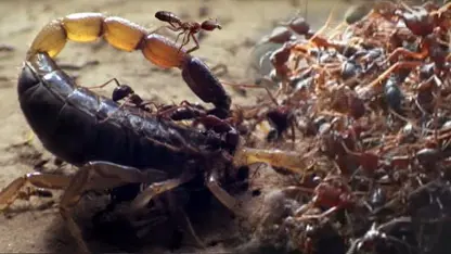 مستند حیات وحش - قاتلان مورچه در یک ویدیو