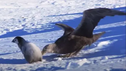 مستند حیات وحش - شکار بچه پنگوئن در یک ویدیو