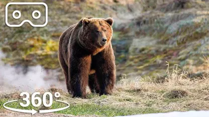 تصاویر جالب 360 درجه از خرس ها در استخرهای اب گرم
