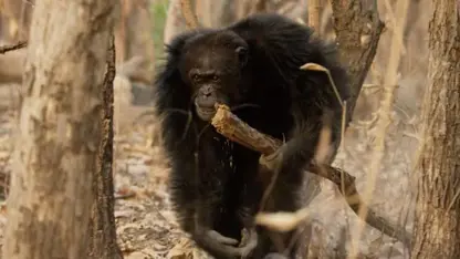 مستند حیات وحش - هرج مرج در قبیله شامپانزه ها