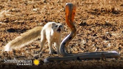 مستند حیات وحش - شکارچیان قدرتمند در یک ویدیو