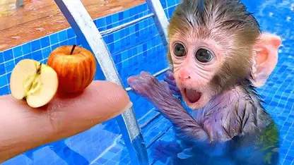 برنامه کودک بچه میمون - صبح به توالت می رود