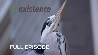 مستند حیات وحش - حواصیل پرنده آمستردام در یک نگاه