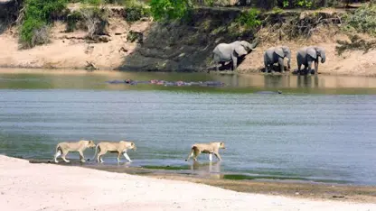 شیرهای جوان سعی در عبور از آبهای آلوده به تمساح دارند!