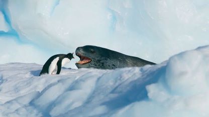 صحنه های دیدنی از شکار پنگوئن توسط پلنگ دریایی