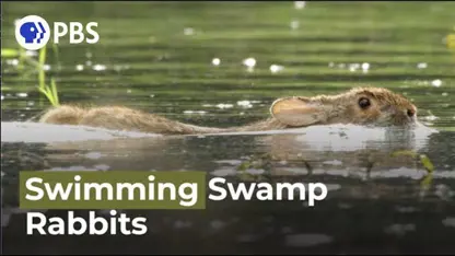 تصاویر دیدنی و جالب از شنا کردن خرگوش در آب