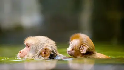 ویدیو 360 درجه از میمون های مقدس در نپال