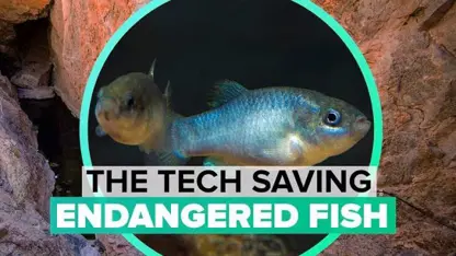 نجات ماهی های گرمترین نقاط زمین توسط تکنولوژی