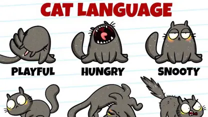 کارتون اووکادو این داستان "زبان گربه"