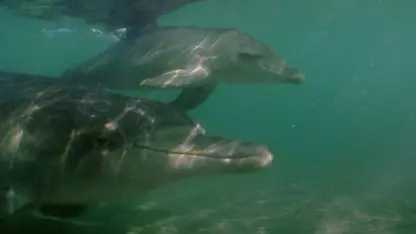مستند حیات وحش - آموزش شنا به بچه دلفین در یک نگاه
