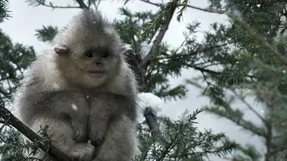 مستند حیات وحش - بچه میمون پوزه بینی در یک نگاه