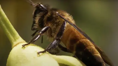 مستند حیات وحش - شکارچیان عسل در یک نگاه