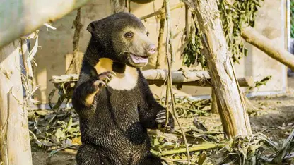 تصاویری از توله خرس یتیم که به زندگی بر می گردد