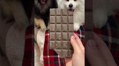 کلیپ mayapolarbear - سگهای من برای اولین بار شکلات می خورند 🍫😳