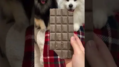 سگهای من برای اولین بار شکلات می خورند