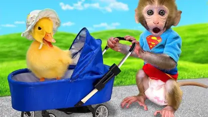 برنامه کودک بچه میمون - توله سگ در استخر برای سرگرمی