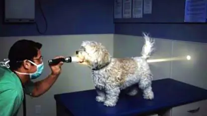 جالب ترین واکنش سگ ها به دامپزشک در یک نگاه