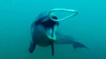 مستند حیات وحش - واکنش دلفین ها به حباب ها