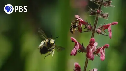 مستند حیات وحش - دفاع زنبور از قلمرو در یک ویدیو