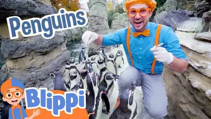 برنامه کودک بلیپی این داستان - پنگوئن ها در باغ وحش